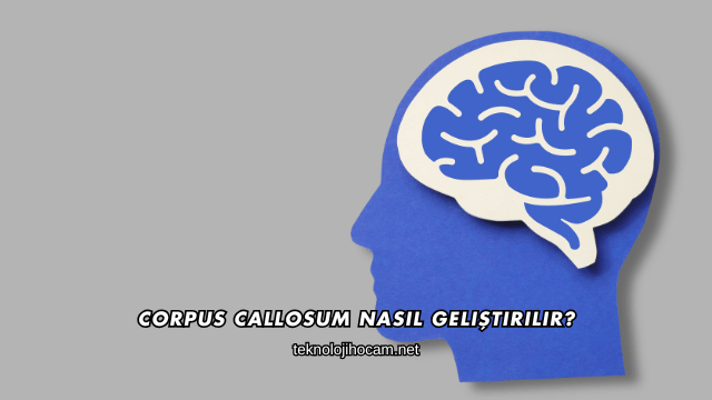 Corpus Callosum Nasıl Geliştirilir?